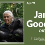 How Jane Goodall Died: Her Legacy in Primate Research Jane Goodall Died