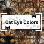 cat eye colors​