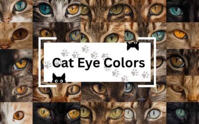 cat eye colors​