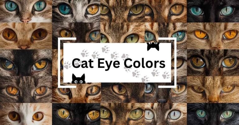 Cat Eye Colors: Types, Changes, and What They Mean