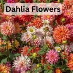 dahlia flowers