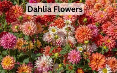 dahlia flowers